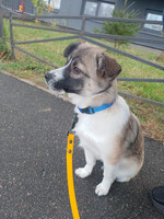 Собаки и кошки в добрые руки