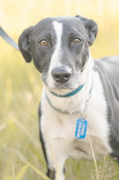 Собаки и кошки в добрые руки