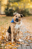 Собаки и кошки в добрые руки