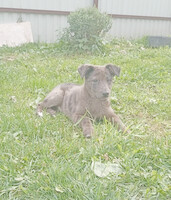 Собаки и кошки в добрые руки