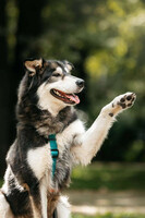 Собаки и кошки в добрые руки