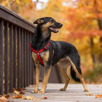 Собаки и кошки в добрые руки