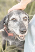 Собаки и кошки в добрые руки