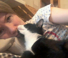 Собаки и кошки в добрые руки