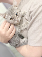 Собаки и кошки в добрые руки