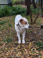 Собаки и кошки в добрые руки