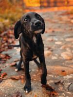 Собаки и кошки в добрые руки