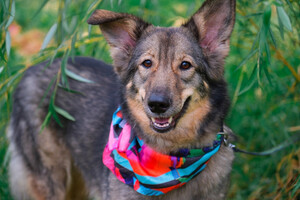 Собаки и кошки в добрые руки