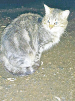 Собаки и кошки в добрые руки