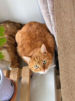 Собаки и кошки в добрые руки