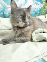 Собаки и кошки в добрые руки