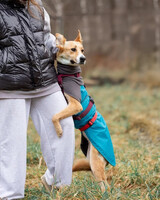 Собаки и кошки в добрые руки