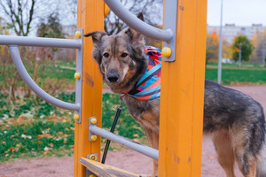 Собаки и кошки в добрые руки