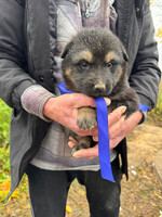 Собаки и кошки в добрые руки