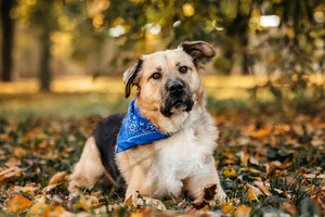 Собаки и кошки в добрые руки