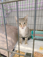 Собаки и кошки в добрые руки