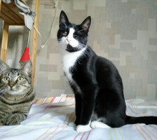 Собаки и кошки в добрые руки