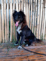 Собаки и кошки в добрые руки