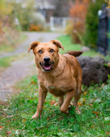 Собаки и кошки в добрые руки