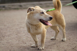 Собаки и кошки в добрые руки