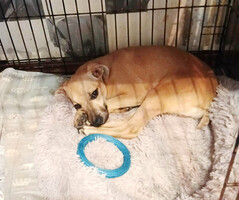 Собаки и кошки в добрые руки