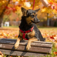 Собаки и кошки в добрые руки