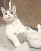 Собаки и кошки в добрые руки