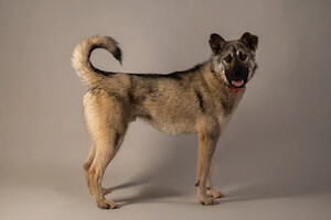 Собаки и кошки в добрые руки