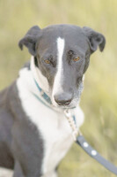 Собаки и кошки в добрые руки