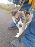 Собаки и кошки в добрые руки