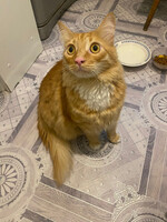 Собаки и кошки в добрые руки