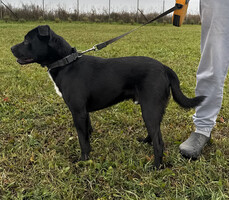 Собаки и кошки в добрые руки