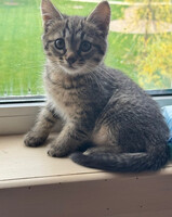 Собаки и кошки в добрые руки