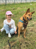 Собаки и кошки в добрые руки