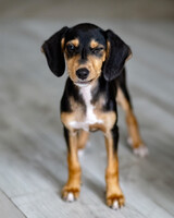 Собаки и кошки в добрые руки