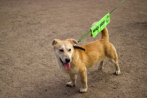 Собаки и кошки в добрые руки