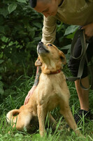 Собаки и кошки в добрые руки