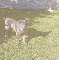 Собаки и кошки в добрые руки