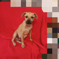 Собаки и кошки в добрые руки