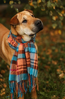 Собаки и кошки в добрые руки