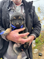 Собаки и кошки в добрые руки
