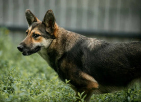 Собаки и кошки в добрые руки