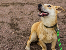 Собаки и кошки в добрые руки