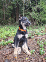 Собаки и кошки в добрые руки