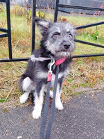 Собаки и кошки в добрые руки