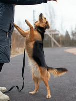 Собаки и кошки в добрые руки