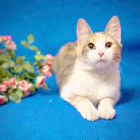 Собаки и кошки в добрые руки