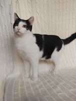 Собаки и кошки в добрые руки