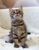 Собаки и кошки в добрые руки