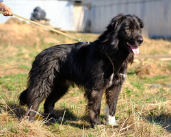 Собаки и кошки в добрые руки